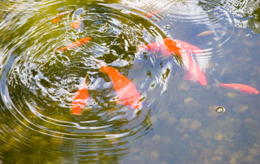 picture of fish floating near the surface symbolizing candidates who are active and urgently seeking a new job picture of fish floating near the surface symbolizing candidates who are active and urgently seeking a new job